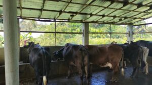 Read more about the article About twenty percent of dairy farms in Bangladesh facing closure due to high prices of cattle feed